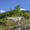 Foto: Mucche Al Pascolo - Altipiano di Rascino (Fiamignano) - 1